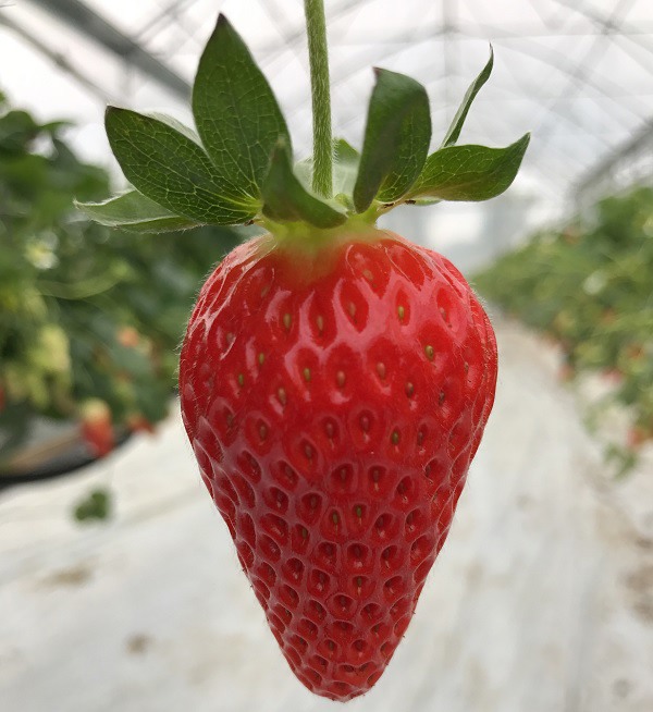 Image d'une fraise mariguette
